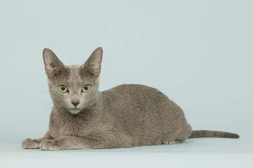 chat bleu russe allongé en studio,sur fond bleu,détourable