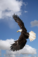 Naklejka premium a bald eagle