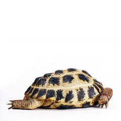 Vierzehenschildkröte