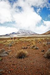 Kilimanjaro Wüste