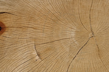 Fototapeta premium tronc d'arbre