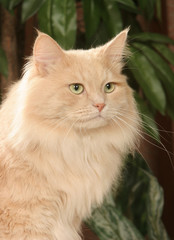 chat sibérien de trois quart et de profil- chat roux