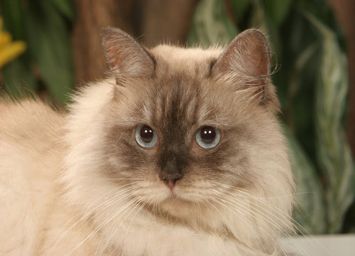 32 Best Chat A Poil Long Images Stock Photos Vectors Adobe Stock