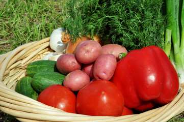 Basket filled with vegetables outdoors in sunlight