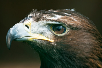 Golden Eagle (lat. Aquila chrysaetos)