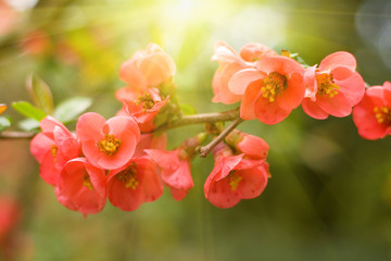 Obraz premium spring red flowers background