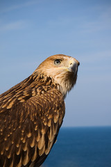 portrait of eagle