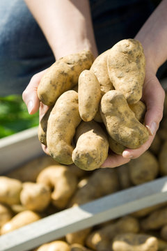 recolte de pommes de terre