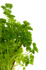 Parsley