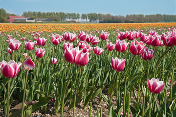 Field of tulips in the Netherlands