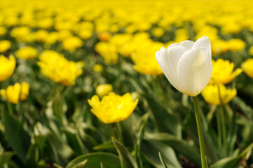 Yellow tulips