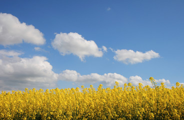 colzas et ciel