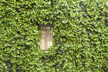 Finestra immersa nel verde