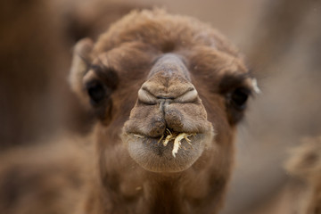 Kamel beim kauen