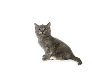 Gray kitten looking up on a white background