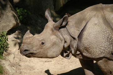 Obraz premium Nashorn