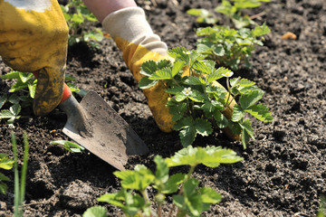 Strawberry  Planting