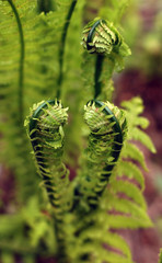 New leaves of fern