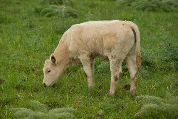 Naklejka na ściany i meble young cow graze in the green field