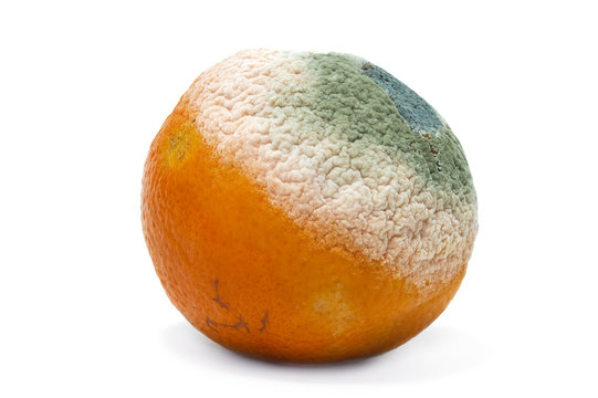 naranja podrida