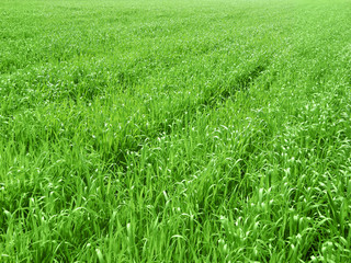 Fototapeta premium green grass meadow