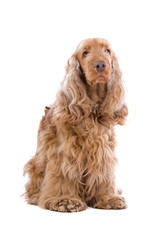 Cocker spaniel isolated on a white background