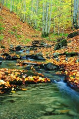 Creek in autumn
