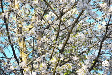 Cherry Blossoms.