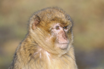 Berberaffe