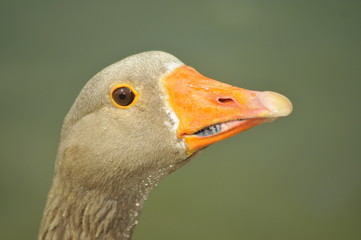 Goose Head