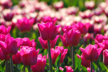 field of tulips