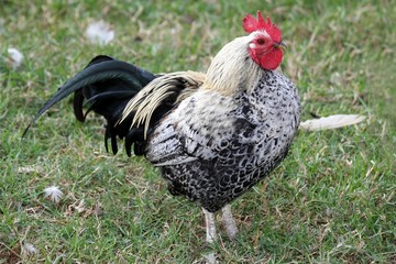 Poultry Cock