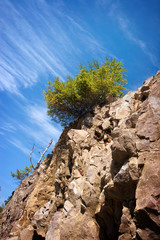 be single tree on a rock