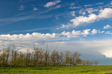 Forest over beautiful Cloudscape