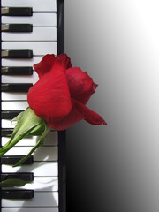 Piano with rose background