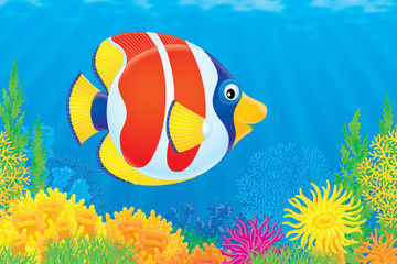 Coral fish