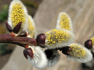 pussywillow