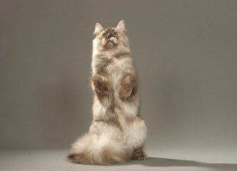 chat sibérien debout sur les pattes arrière - faire le beau