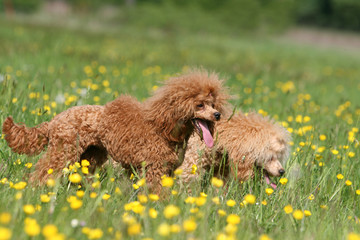 balade de deux caniches nain dans un champ de fleurs