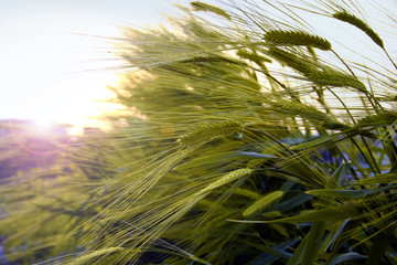 stems of wheat in sunset light under blue sky