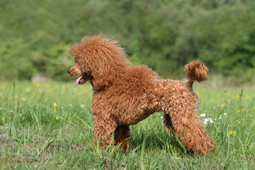 position statique et immobile du caniche nain vu de profil