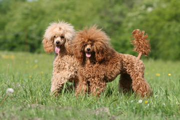 couple de caniche nain en balade dans les champs