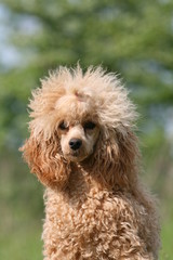 portrait du caniche nain vu de face en campagne