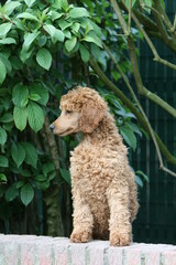 jeune grand caniche debout sur un mur dans le jardin