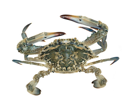Close up of blue swimmer crab