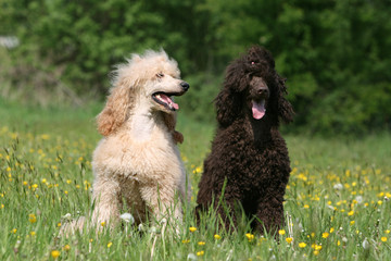 couple de grand caniche assis joyeux en campagne