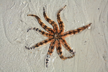 Starfish