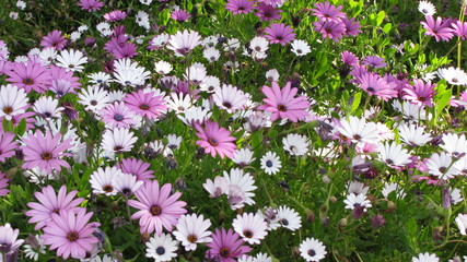 marguerite et couleur © Fred