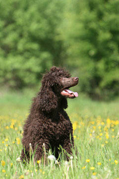 grand caniche dans la campagne &agrave; l'&eacute;coute de son maite