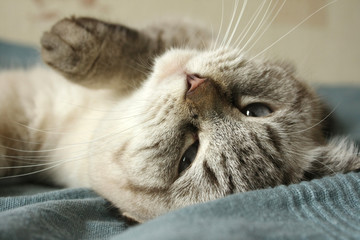 Lying on the Blue Bedspread Cat